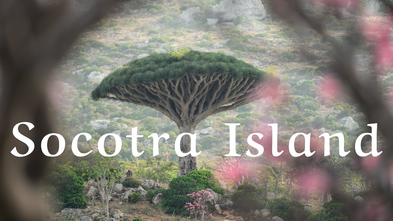Timeless Beauty of Socotra Island