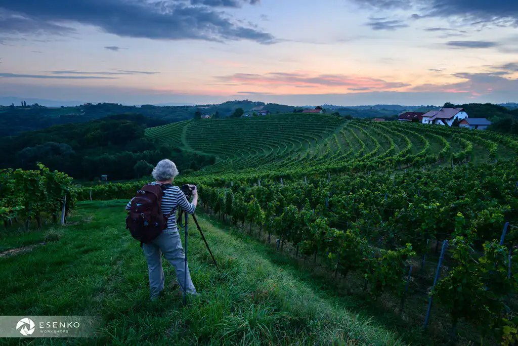Photographing vineyards
