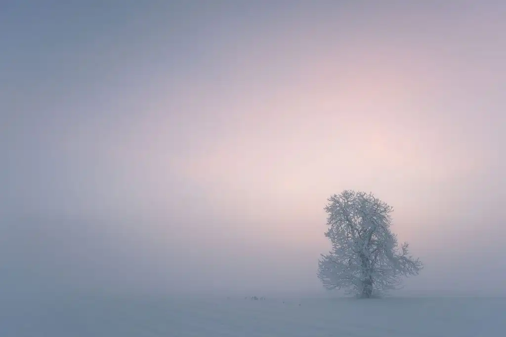 A minimalistic photo of a hoarfrost covered tree in fog