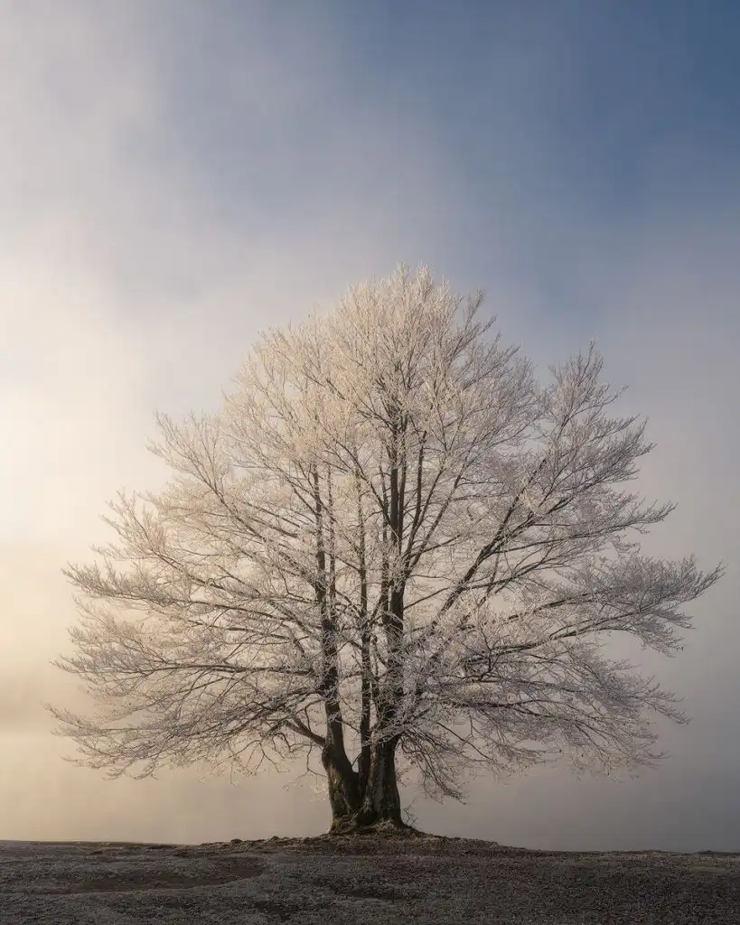 Hoarfrost covered tree at Lake Bohinj