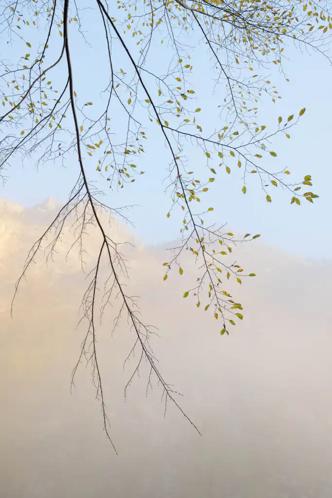 Autumn leaves in the mist