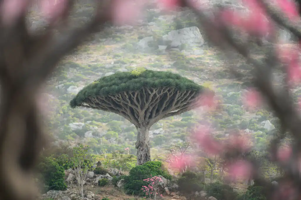 A dragon blood tree, framed within blossoming bottle trees, the island of Socotra