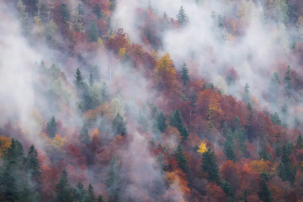 Autumn forest in Slovenia