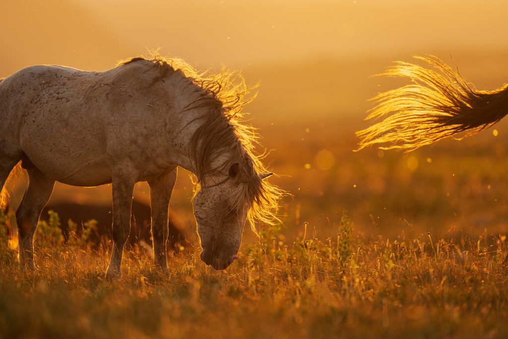 Wild horses of Bosnia-Herzegovina