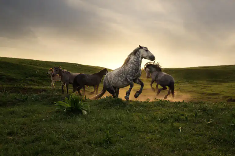 Photographing wild horses in bosnia and Herzegovina is one of the most rewarding experiences on our photography tour to this amazing country.